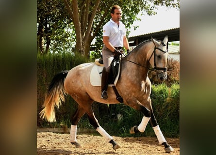 Lusitanos Mix, Stute, 4 Jahre, 172 cm, Schimmel