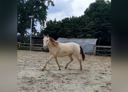 Lusitanos Mix, Stute, 5 Jahre, 147 cm, Champagne