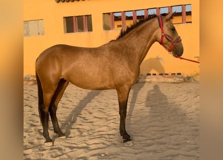 Lusitanos, Stute, 5 Jahre, 151 cm, Buckskin