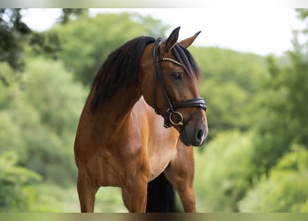 Lusitanos, Stute, 5 Jahre, 153 cm, Brauner