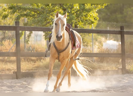 Lusitanos Mix, Stute, 5 Jahre, 161 cm, Palomino