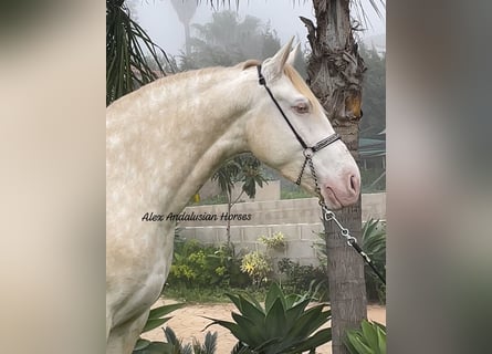 Lusitanos, Stute, 5 Jahre, 163 cm, Perlino