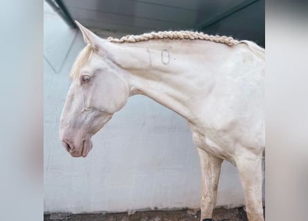 Lusitanos, Stute, 5 Jahre, 168 cm, Cremello