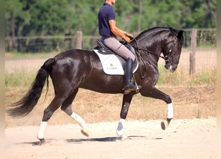 Lusitanos, Stute, 6 Jahre, 157 cm, Rappe