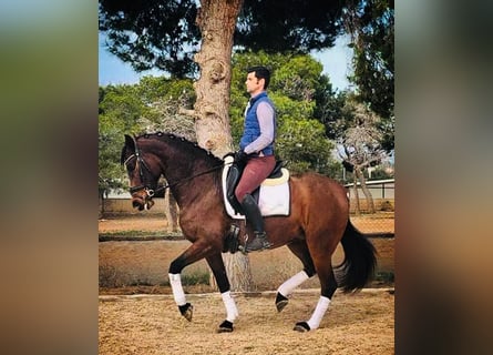 Lusitanos, Stute, 6 Jahre, 160 cm, Brauner