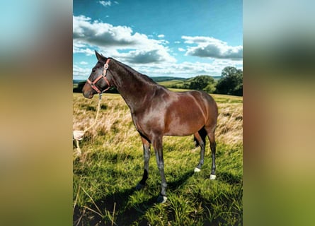 Lusitanos, Stute, 6 Jahre, 160 cm, Dunkelbrauner