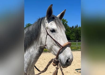 Lusitanos, Stute, 6 Jahre, 162 cm, Apfelschimmel