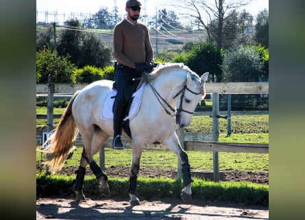 Lusitanos, Stute, 6 Jahre, 162 cm