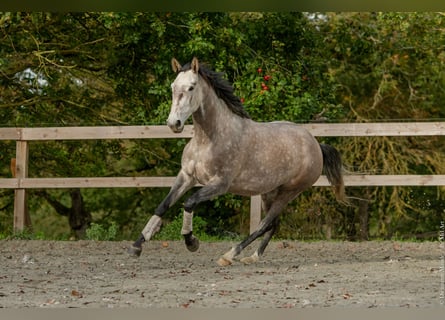 Lusitanos, Stute, 6 Jahre, 164 cm, Schimmel