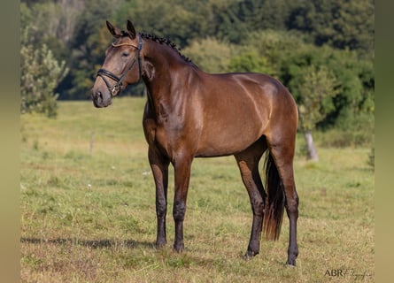 Lusitanos, Stute, 6 Jahre, 170 cm, Buckskin