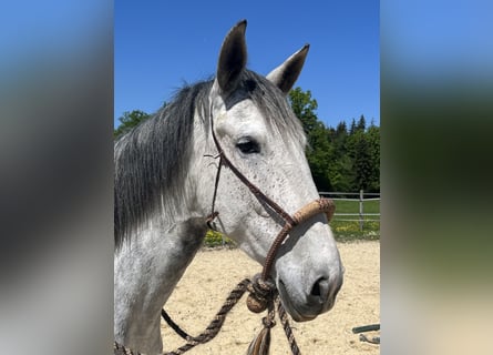 Lusitanos, Stute, 6 Jahre, Apfelschimmel