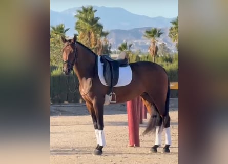 Lusitanos, Stute, 7 Jahre, 160 cm, Brauner