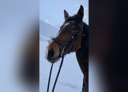 Lusitanos, Stute, 9 Jahre, 164 cm, Brauner