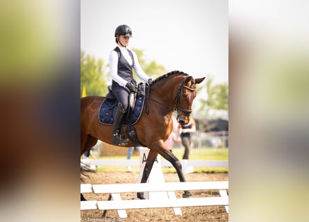 Lusitanos, Stute, 9 Jahre, 165 cm, Brauner