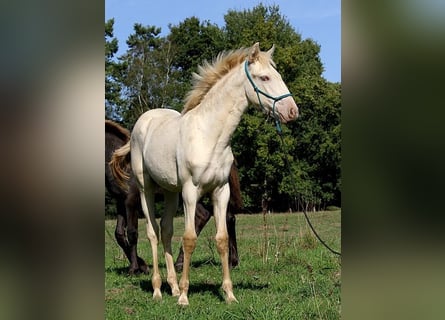 Lusitanos, Stute, Fohlen (05/2025), 162 cm, Pearl