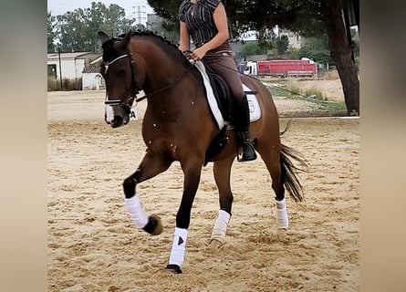 Lusitanos, Wallach, 10 Jahre, 164 cm, Brauner