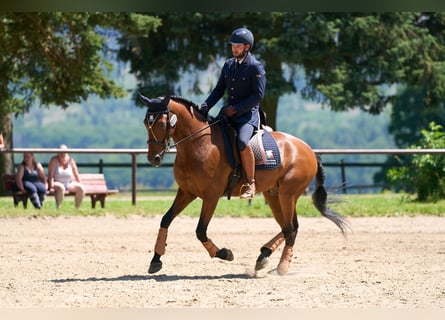 Lusitanos, Wallach, 10 Jahre, 164 cm, Brauner