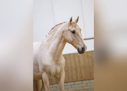 Lusitanos, Wallach, 11 Jahre, 160 cm, Palomino