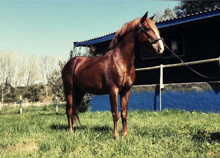Lusitanos, Wallach, 12 Jahre, 154 cm, Fuchs