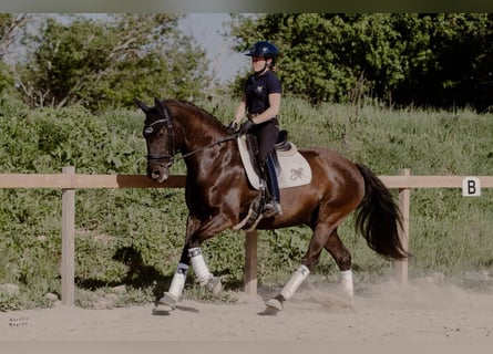 Lusitanos, Wallach, 12 Jahre, 160 cm, Dunkelbrauner