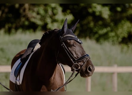 Lusitanos, Wallach, 12 Jahre, 160 cm, Dunkelbrauner