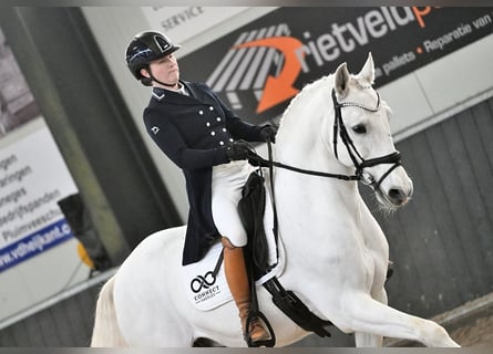 Lusitanos, Wallach, 13 Jahre, 157 cm, Schimmel