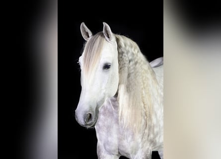 Lusitanos, Wallach, 13 Jahre, 160 cm, Apfelschimmel