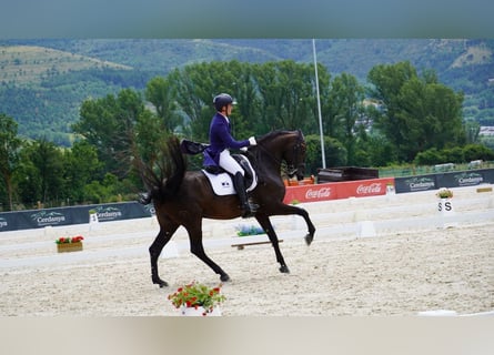 Lusitanos, Wallach, 13 Jahre, 161 cm, Rappe