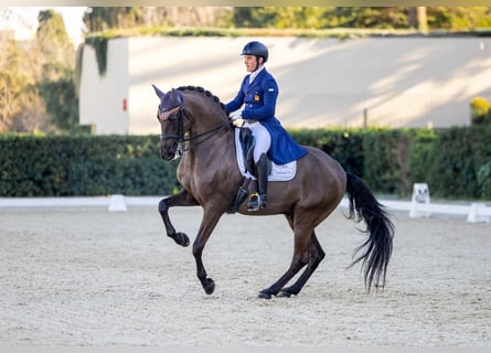 Lusitanos, Wallach, 13 Jahre, 161 cm, Rappe