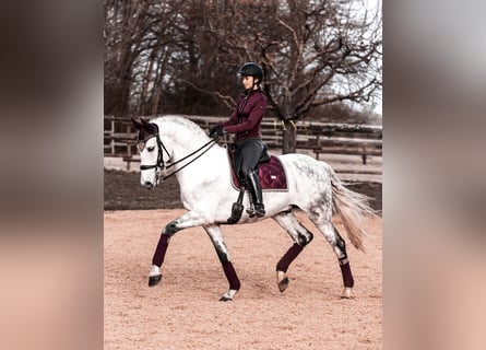Lusitanos, Wallach, 13 Jahre, 171 cm, Schimmel