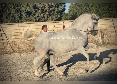 Lusitanos, Wallach, 14 Jahre, 163 cm, White