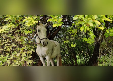 Lusitanos, Wallach, 15 Jahre, 154 cm, Schimmel