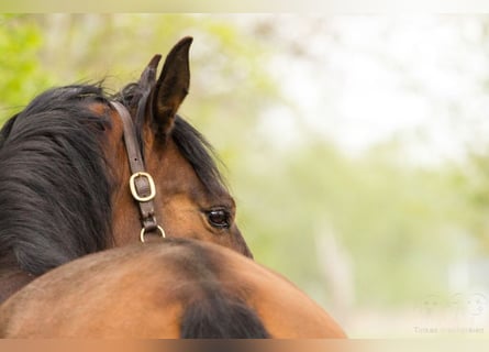 Lusitanos, Wallach, 15 Jahre, 165 cm, Brauner