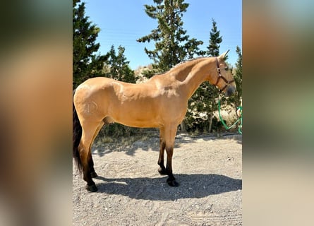 Lusitanos, Wallach, 15 Jahre, 165 cm, Falbe
