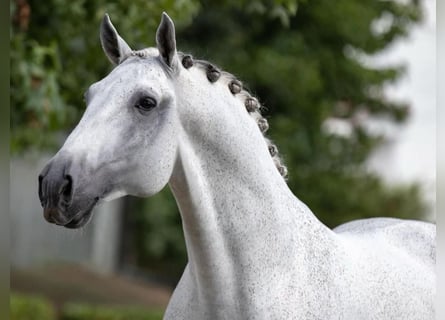 Lusitanos, Wallach, 16 Jahre, 167 cm, Schimmel
