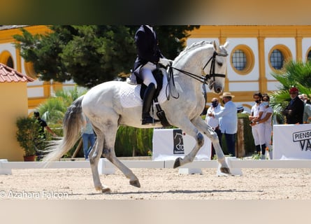 Lusitanos, Wallach, 16 Jahre, 169 cm, Schimmel