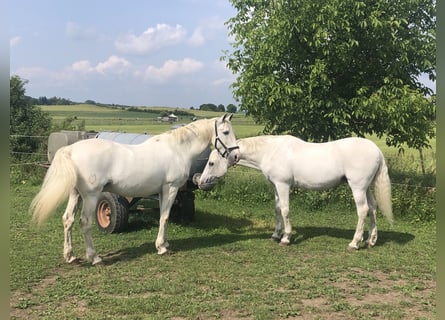 Lusitanos, Wallach, 24 Jahre, 163 cm, Schimmel