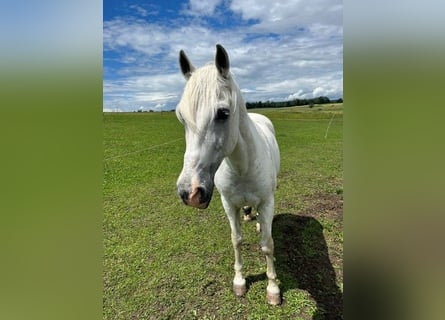 Lusitanos, Wallach, 24 Jahre, 163 cm, Schimmel