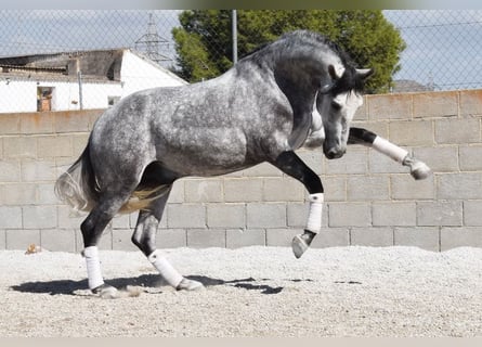 Lusitanos, Wallach, 3 Jahre, 160 cm, Schimmel