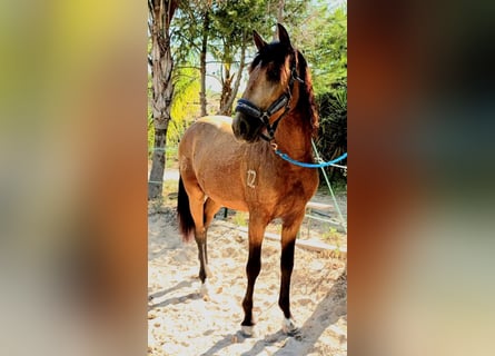 Lusitanos, Wallach, 4 Jahre, 150 cm, Buckskin