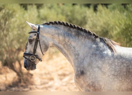 Lusitanos, Wallach, 4 Jahre, 154 cm, Apfelschimmel