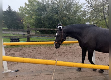 Lusitanos, Wallach, 4 Jahre, 156 cm, Dunkelbrauner