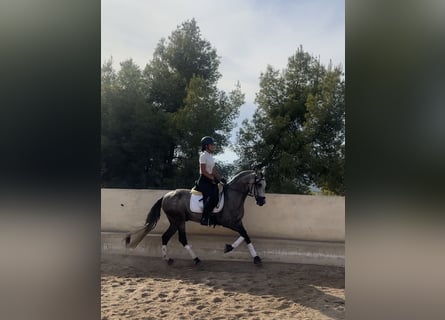 Lusitanos, Wallach, 4 Jahre, 157 cm, Apfelschimmel