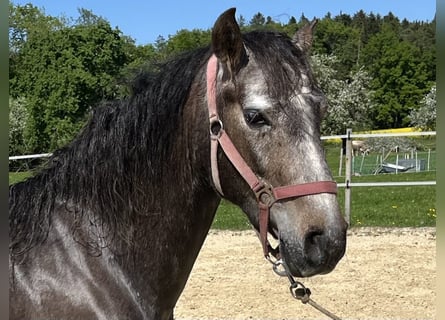 Lusitanos, Wallach, 4 Jahre, 158 cm, Roan-Red