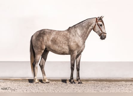 Lusitanos, Wallach, 4 Jahre, 160 cm, Apfelschimmel
