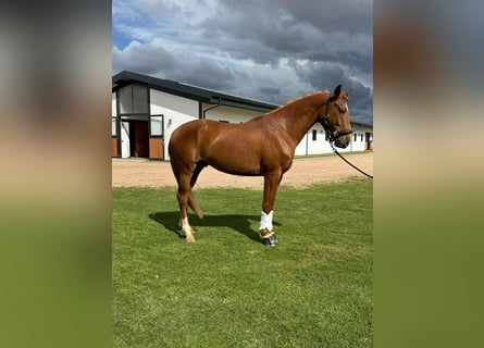 Lusitanos Mix, Wallach, 4 Jahre, 161 cm, Fuchs
