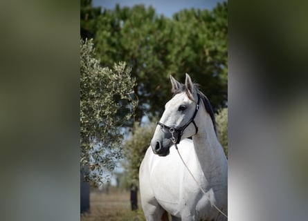Lusitanos, Wallach, 4 Jahre, 161 cm, Schimmel