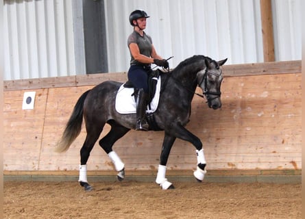 Lusitanos Mix, Wallach, 4 Jahre, 161 cm, Schimmel