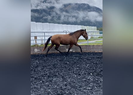 Lusitanos, Wallach, 4 Jahre, 163 cm, Brauner