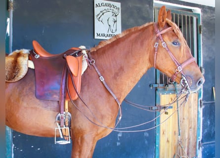 Lusitanos Mix, Wallach, 4 Jahre, 164 cm, Fuchs